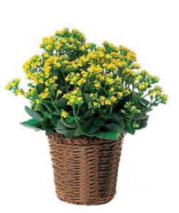 Yellow Kalanchoe Plant