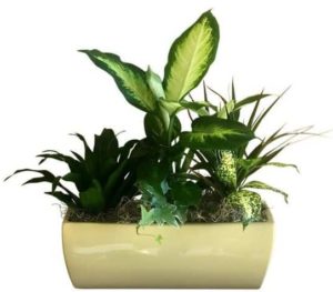 Our ceramic dish garden features easy to manage plants in a decorative rectangular ceramic dish.