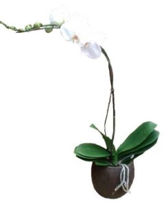 Our finest phalaenopsis orchid plant arrives in stone pot. It's just the right size for a desk or counter top. Long lasting and beautiful, what a great gift. Colors will vary.