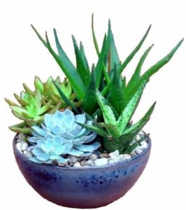 Easy to care for and long lasting, succulent gardens are decorative and perfect for any occasion. Features a variety of succulent plants in a decorative 8" ceramic bowl. ** Plants will vary **