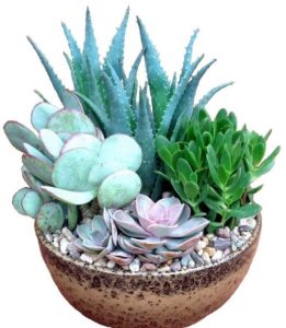 Easy to care for and long lasting, succulent gardens are decorative and perfect for any occasion. Features a variety of succulent plants in a decorative 10" ceramic bowl.