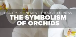 FM4-Bold—Symbolism-of-Orchids—Blog